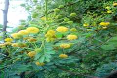 Acacia nilotica subsp. tomentosa